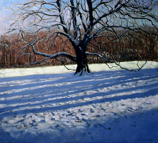 Large Tree, Snow, Calke Abbey (oil on canvas)  de Andrew  Macara