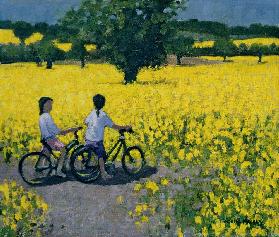 Yellow Field, Kedleston, Derby (oil on canvas) 