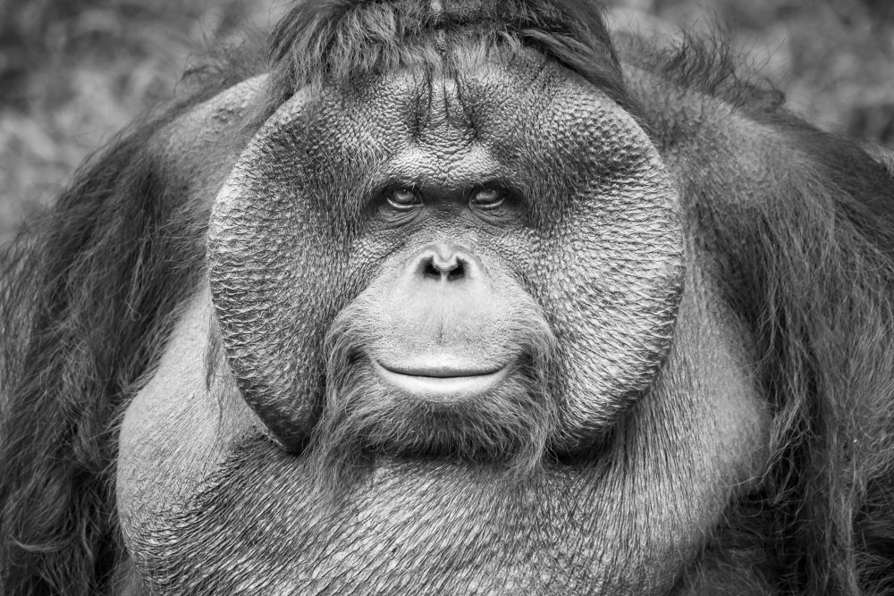 A Calm and Gentle Expression from a Male Orangutan de Andrew Suryono