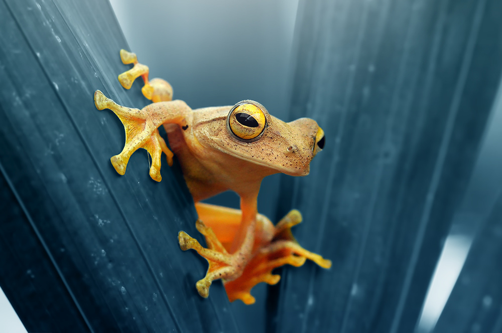 Frog - The Gold de Andri Priyadi