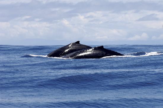 Request Greenland to hunt whales worries environmentalists de Anel Kenjekeeva
