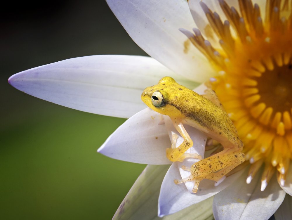Yellow Frog de Angela Muliani Hartojo