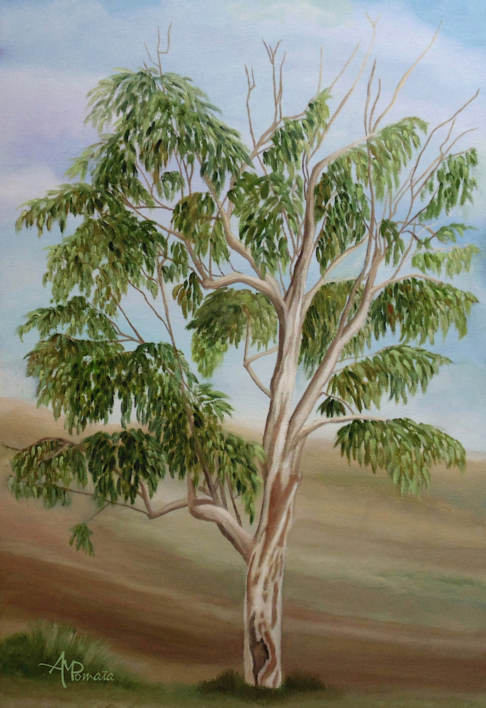 Eukalyptus de Angeles M. Pomata
