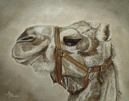 Camel Portrait