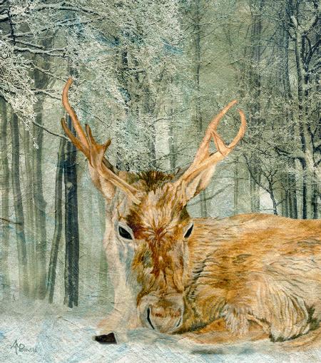 Reindeer In the Forest