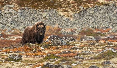 Muskox watching