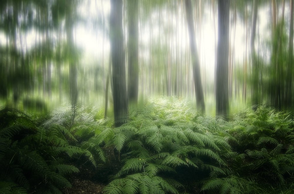 the forest de Anna Cseresnjes