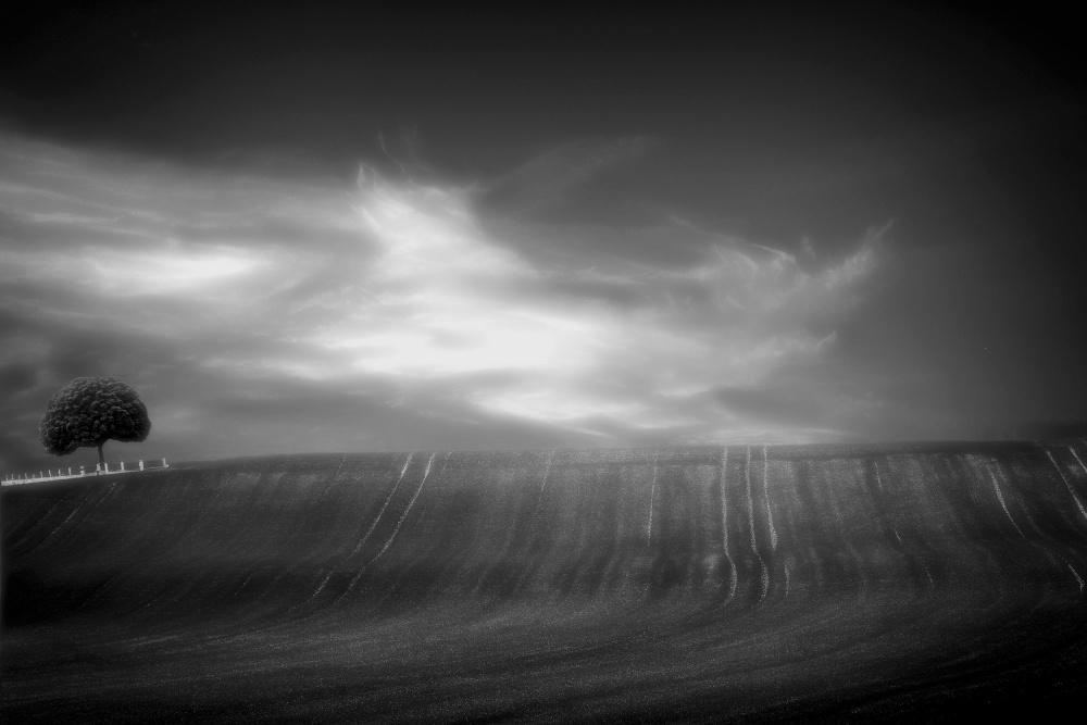 fields in black &amp; white de Anna Cseresnjes