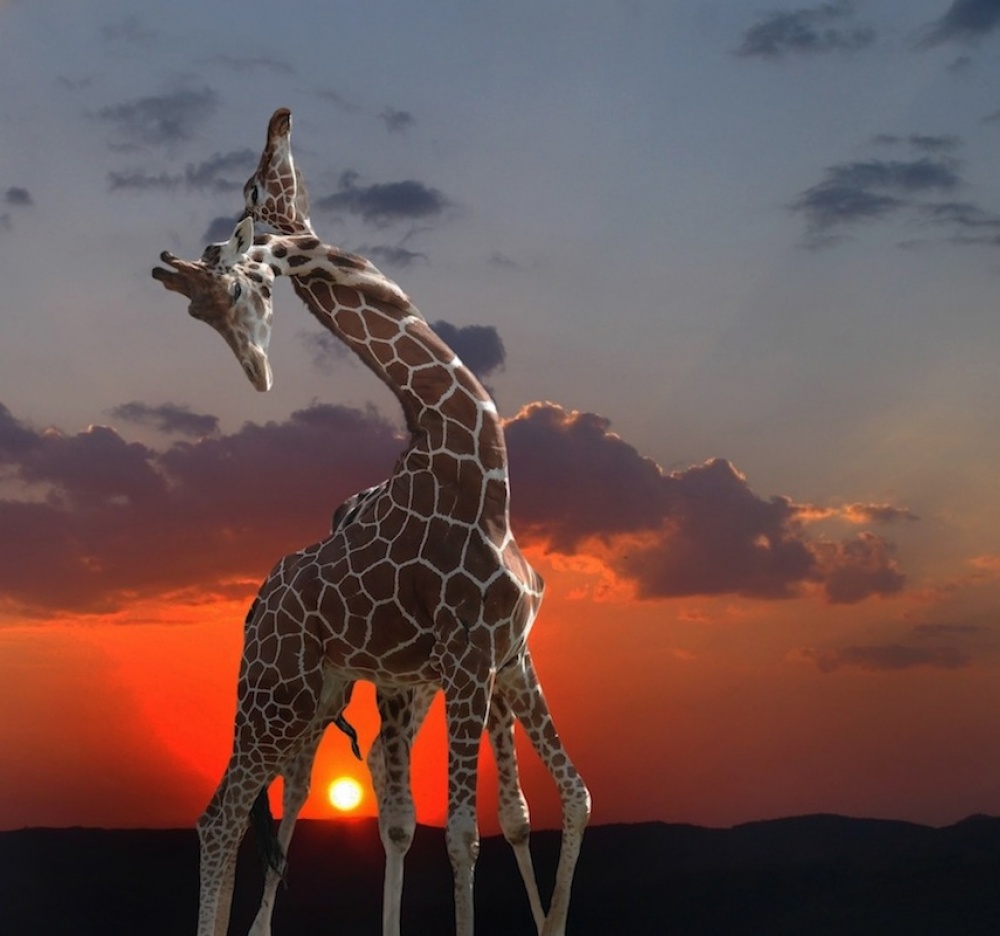 girafes at sunset de Anna Cseresnjes