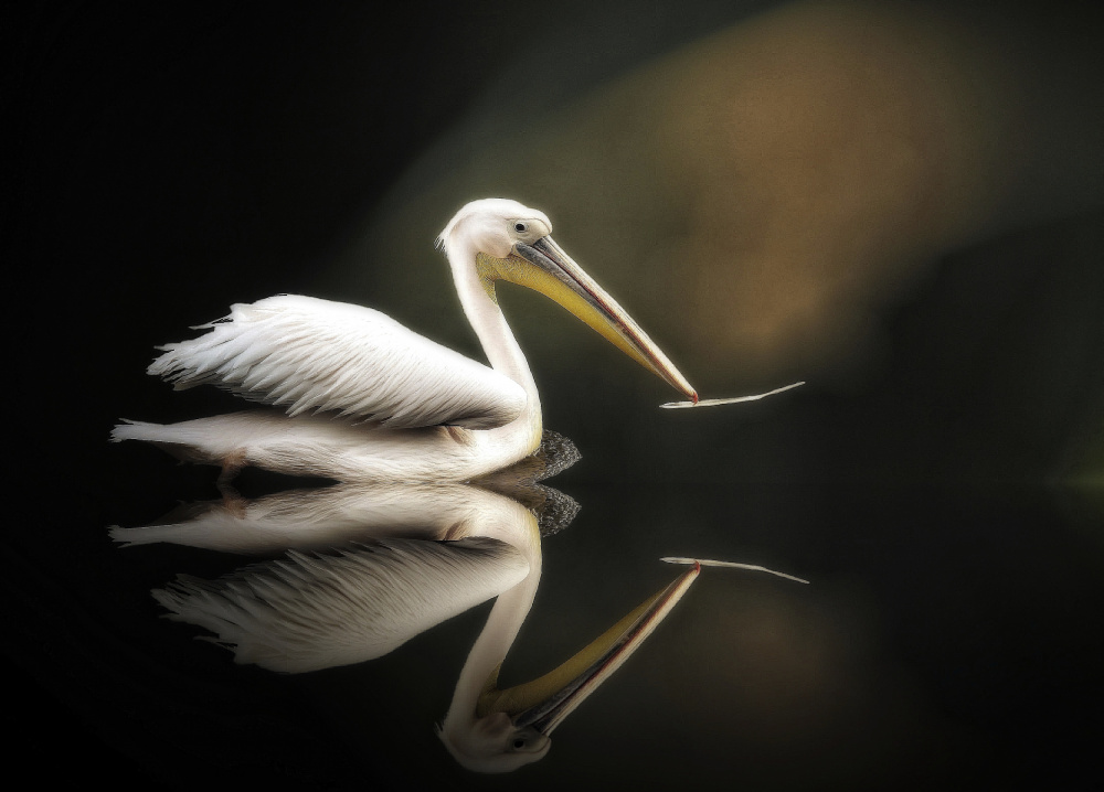 pelican de Anna Cseresnjes