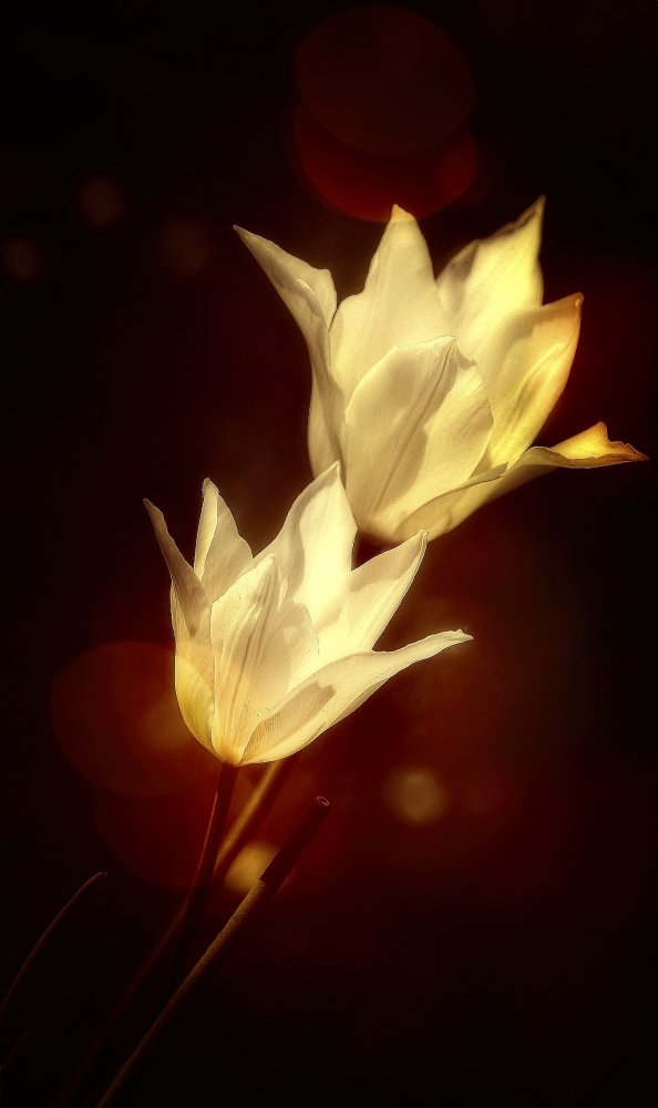 white tulips de Anna Cseresnjes