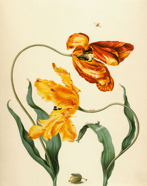 Garden tulips, gooseberry and yolks gooseberry was de Anna Maria Sibylla Merian