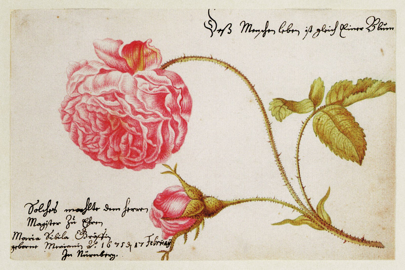Album sheet with a rose de Anna Maria Sibylla Merian