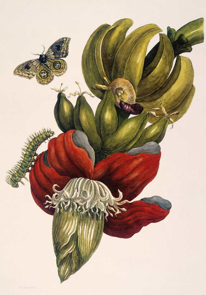 Blühende Banane und Automeris (Musa sapientium und Automeris liberia). de Anna Maria Sibylla Merian