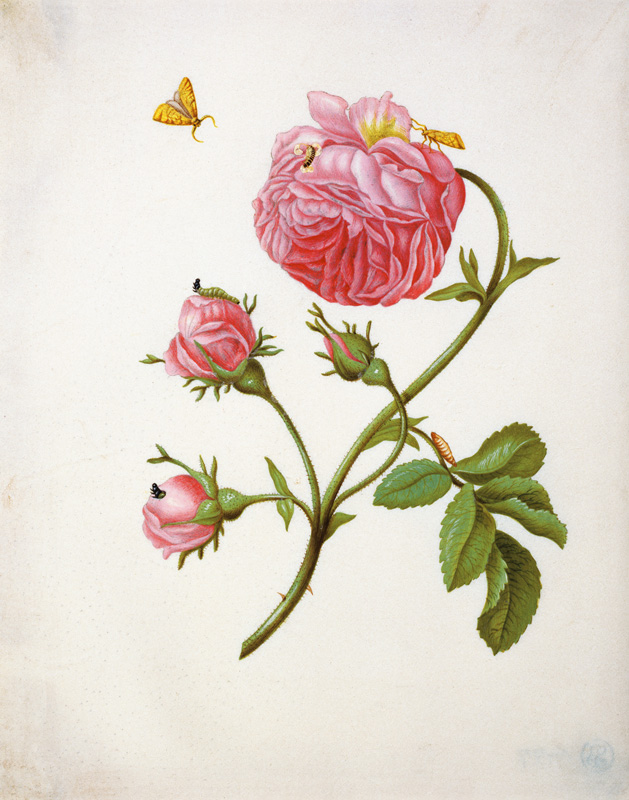 Rose with butterflies in different stands de Anna Maria Sibylla Merian