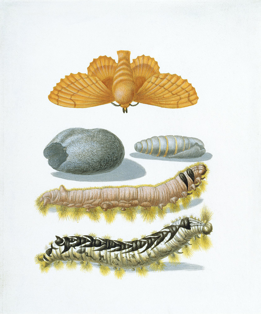 Kupferglocke mit Raupen und Kokon. de Anna Maria Sibylla Merian