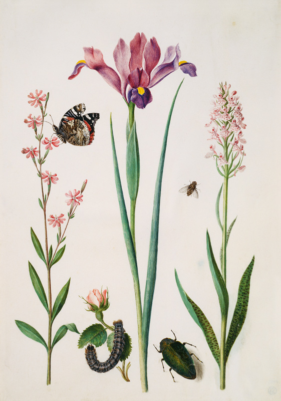 Catchfly with admiral, rose with fox moth, iris, hoverfly, jewel beetle and orchid de Anna Maria Sibylla Merian