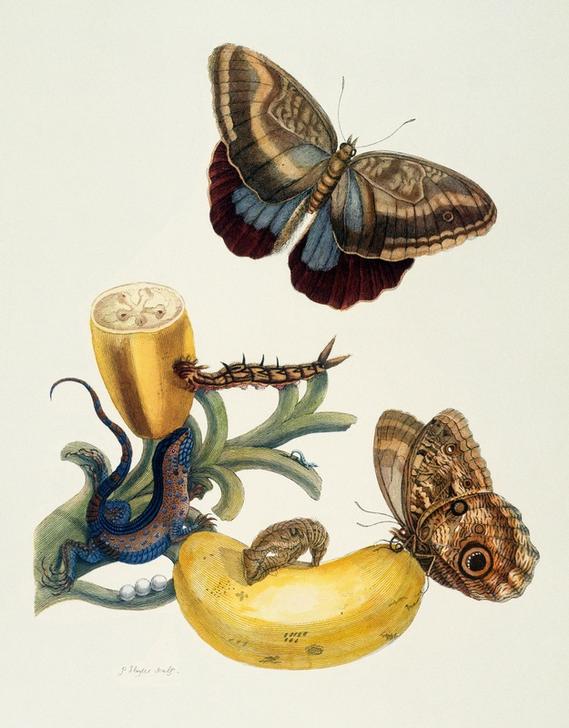 Bananenfrucht und Caligo (Musa sapientium und Caligo teucer). de Anna Maria Sibylla Merian