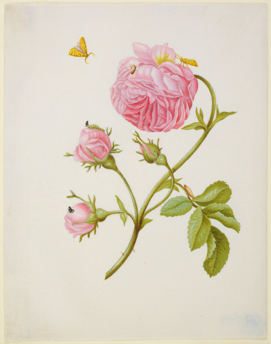 Rose with Metamorphosis of Leaf Roller and a Glued Beetle Larva de Anna Maria Sibylla Merian