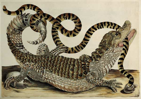 Alligator and Snake de Anna Maria Sibylla Merian