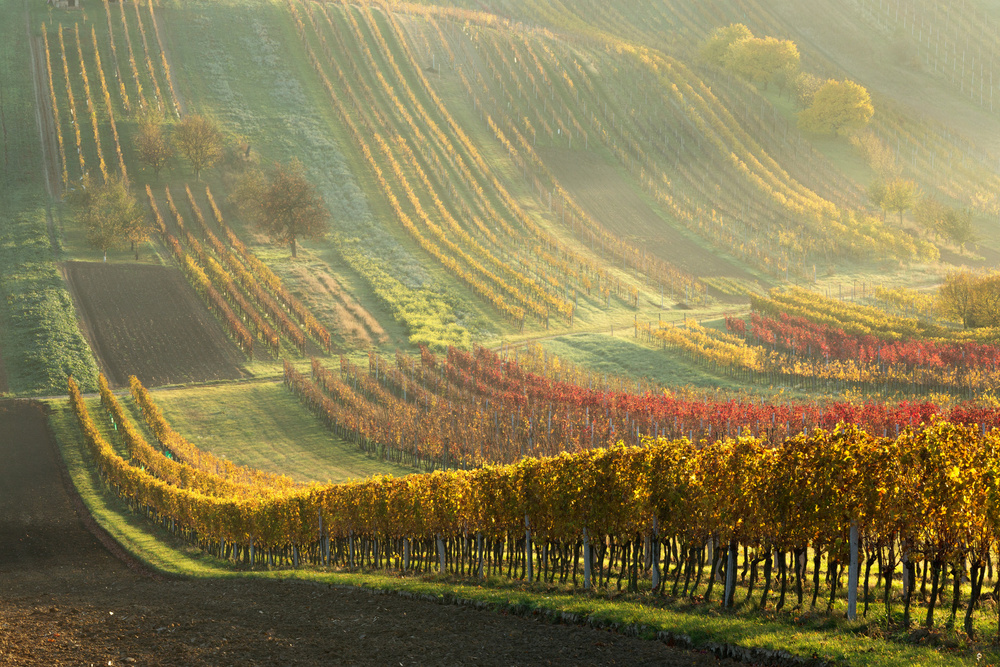 Autumn vineyards de Anna Pakutina