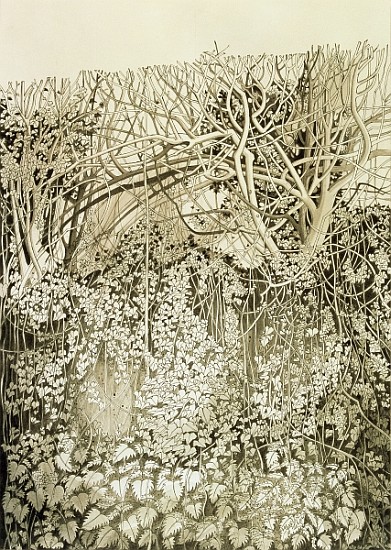 Hedge and Bank (pen & ink and wash on paper)  de Anna  Teasdale