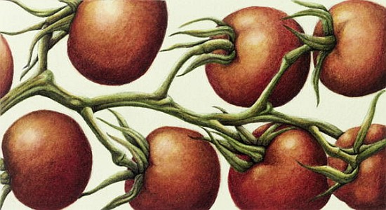 Tomato Vine, 1999 (w/c on paper)  de Annabel  Barrett