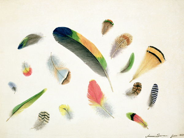 Studies of Feathers de Anne Bowen