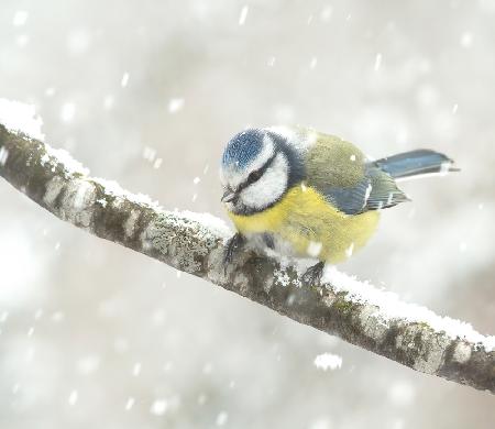 blue tit in a snowstorm