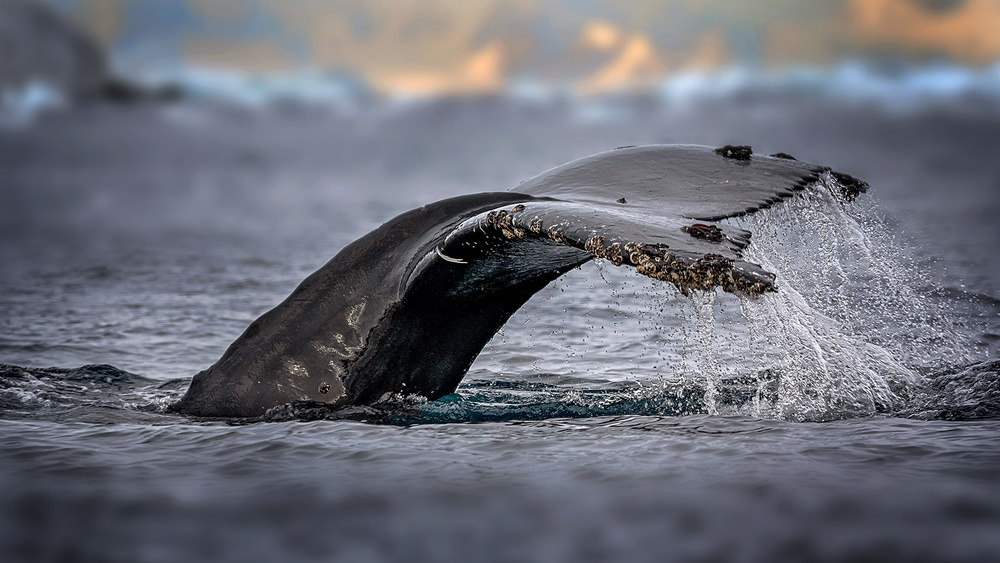 Humpback whale, the owner of Antarctic Ocean de Annie Poreider