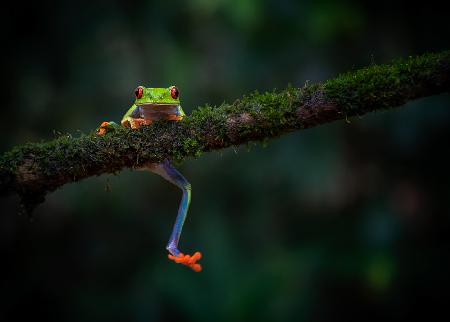 Climbing frog