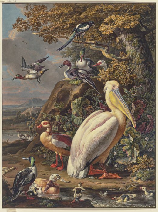 Ein Pelikan und eine Menge Wasservögel bei einer Eiche am Wasser, oben links fliegt eine Elster de Anonym