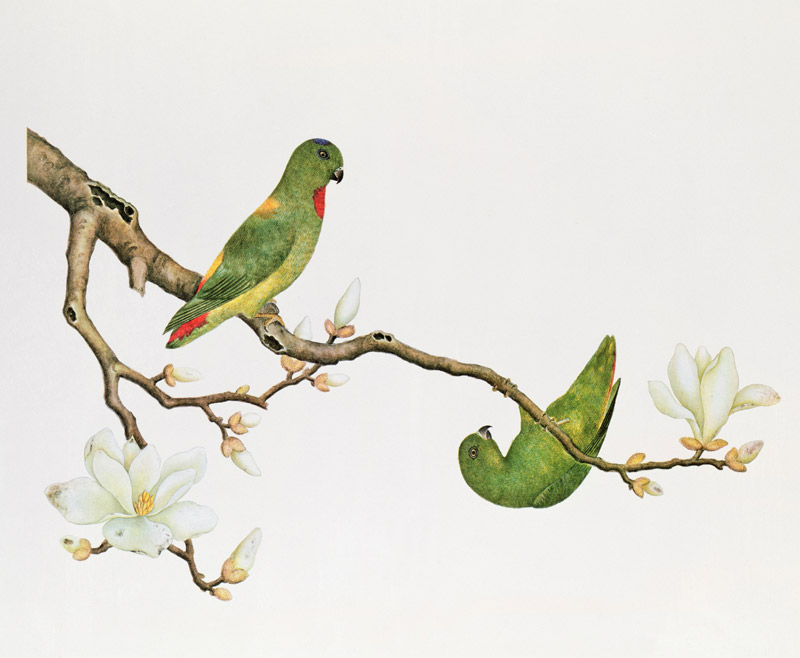 Blue-crowned parakeet, hanging on a magnolia branch de Anonymous