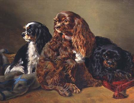 King Charles Spaniels de Anonymous