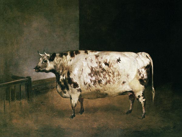 Shorthorn Cow de Anonymous