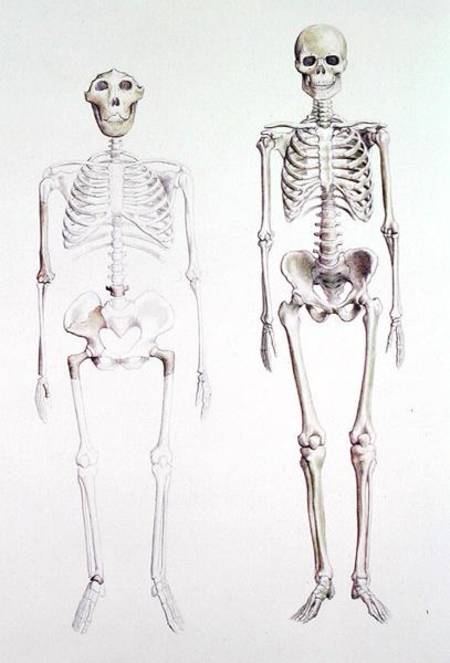 Skeletons of Australopithecus Boisei and Homo Sapiens de Anonymous