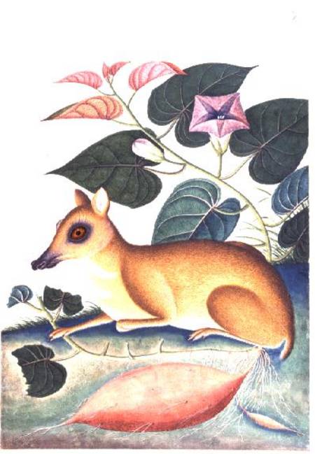 Study of a Mouse Deer by a Flowering Sweet Potato Plant, Company School de Anonymous