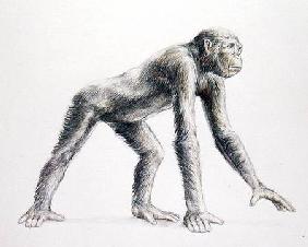 Dryopithecus Africanus