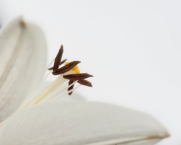 Delicate White Flower de Ant Smith