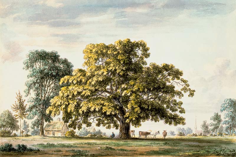 A Walnut Tree at Denton, near Grantham  and de Anthony Devis