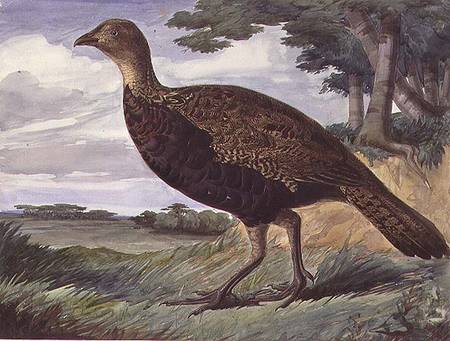 Pheasant and Greyhen Hybrid de Anthony Frederick Augustus Sandys