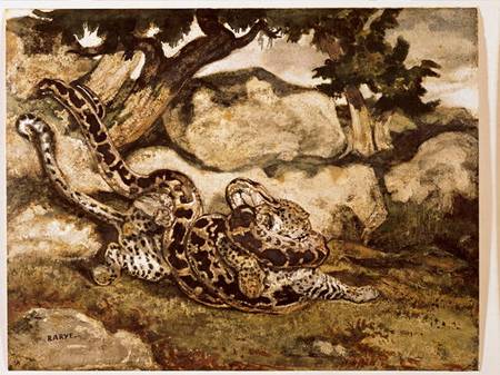 A Python Killing a Tiger (w/c & gouache on paper) de Antoine Louis Barye