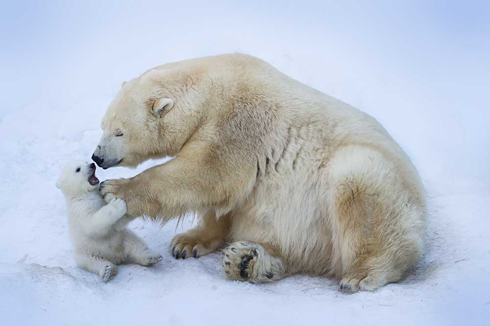 Polar bear with mom de Anton Belovodchenko