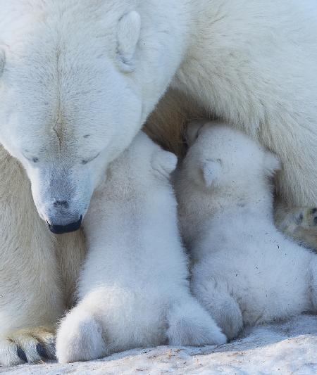 Polar bear mom feeding twins cub