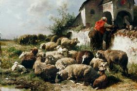 El rebaño de ovejas