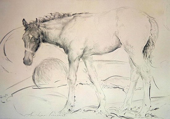 Horse at Coolmore, 1990 (charcoal on paper)  de Antonio  Ciccone