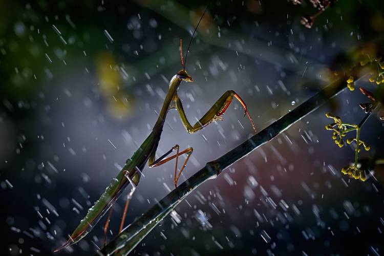 Mantis in the rain de Antonio Grambone
