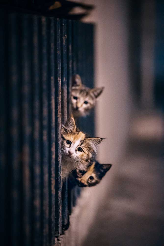 Did some one meow..?! de Arash Shakoorzadeh Boloori