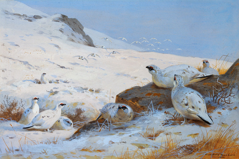 Alpenschneehühner de Archibald Thorburn