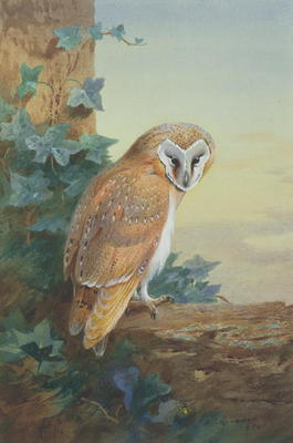 Barn Owl, 1916 (watercolour on paper) de Archibald Thorburn